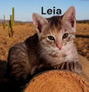 Leia