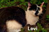 Levi