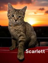 Scarlett