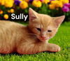 Sully