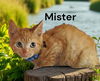 Mister