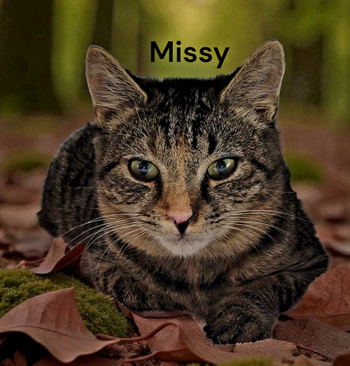 Missy