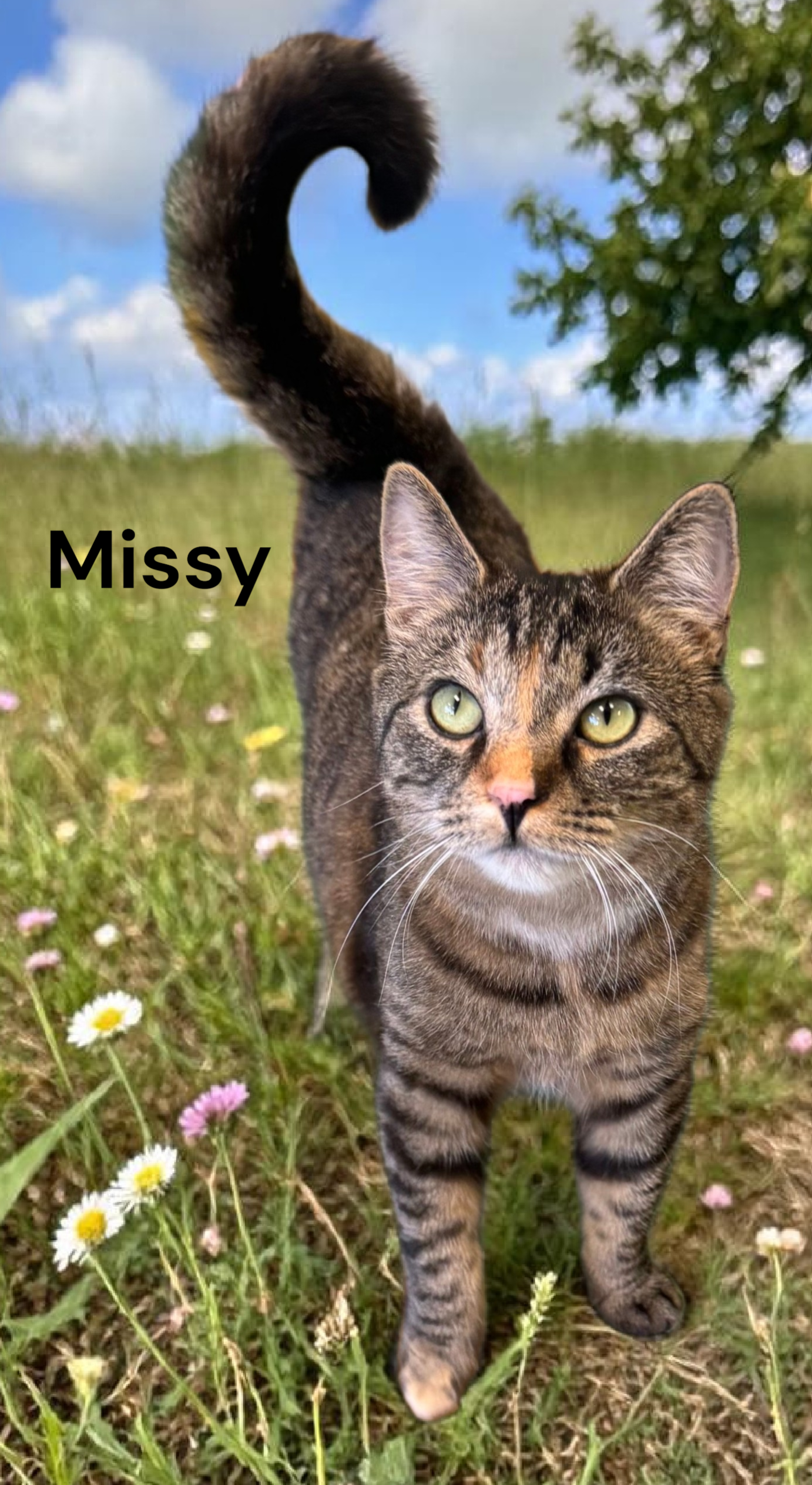 Missy