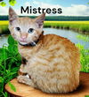 Mistress