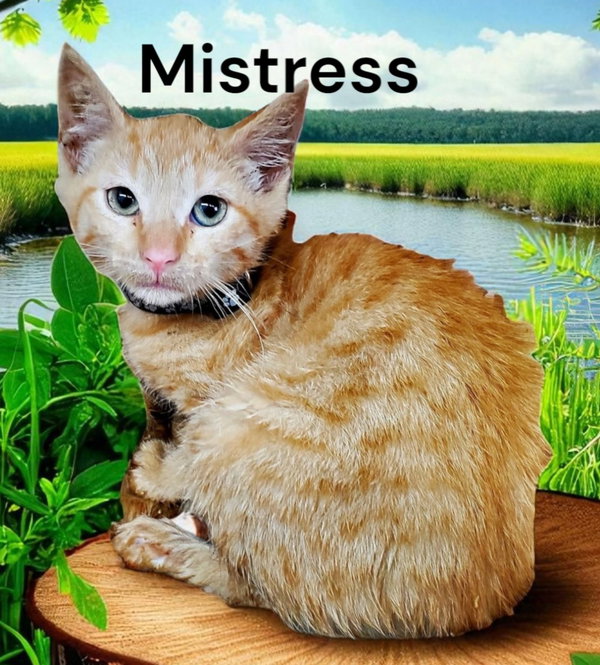 Mistress