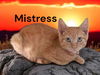 adoptable Cat in newport news, VA named Mistress