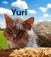 Yuri