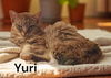 Yuri