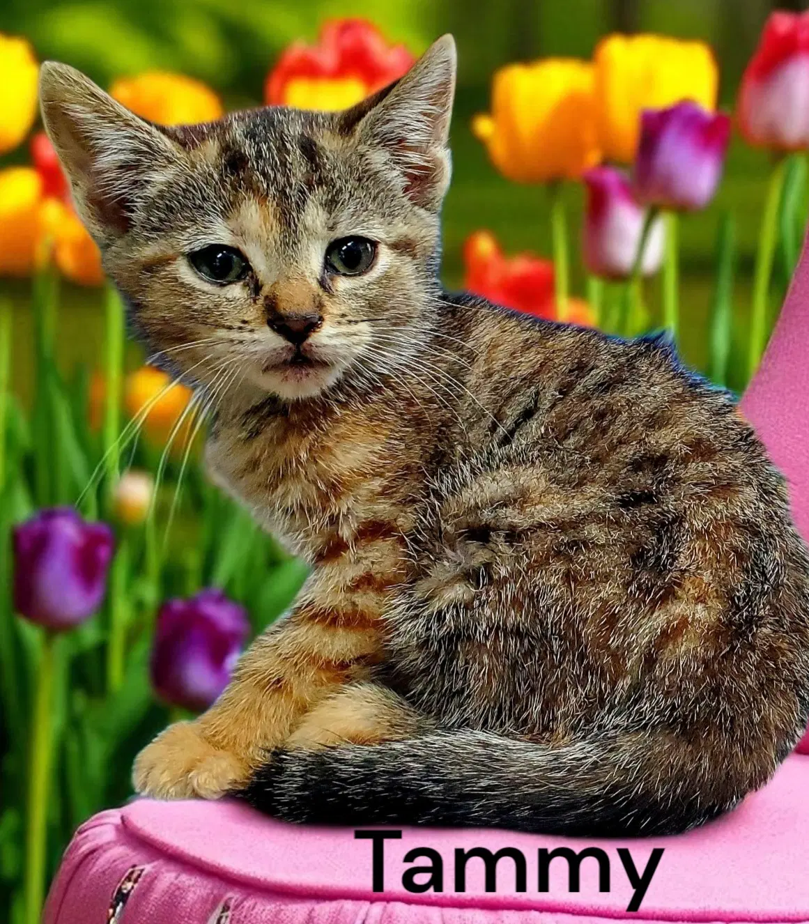 Tammy image 3