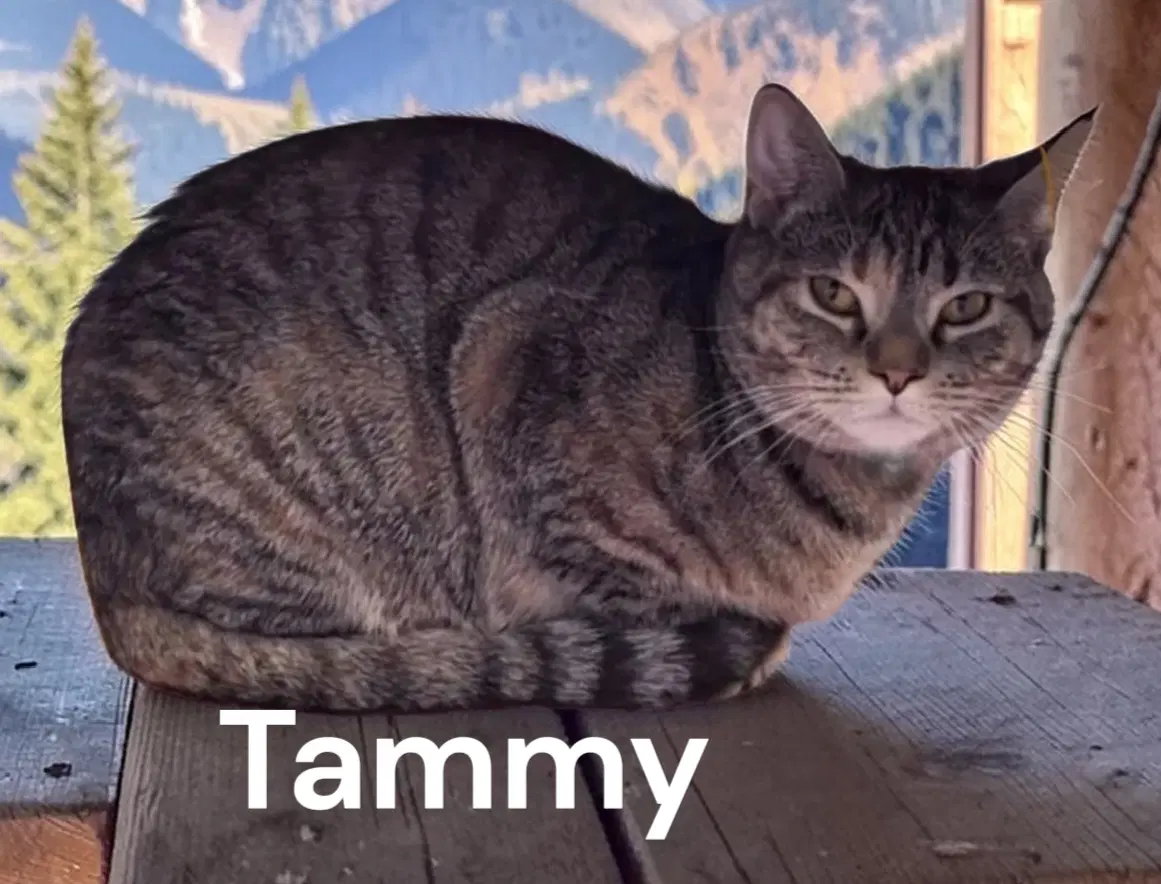 Tammy - Tabby