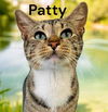 Patty