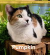 Pumpkin