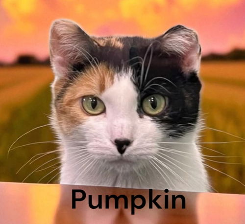 Pumpkin