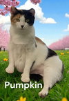 Pumpkin