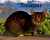 Trooper