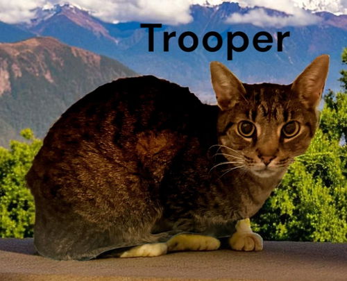 Trooper