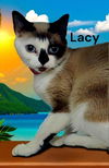adoptable Cat in  named Lacey