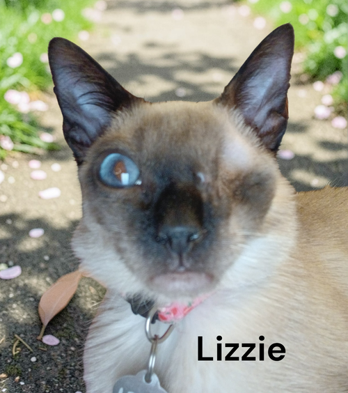 Lizzie