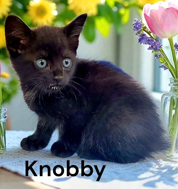 Knobby
