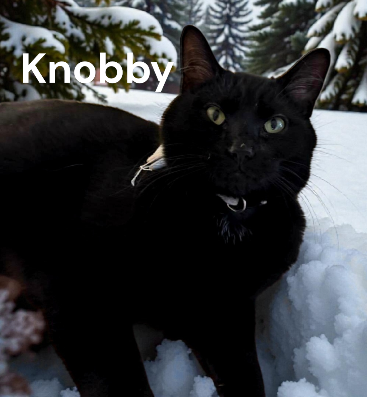 Knobby