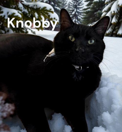 Knobby