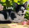 Lady