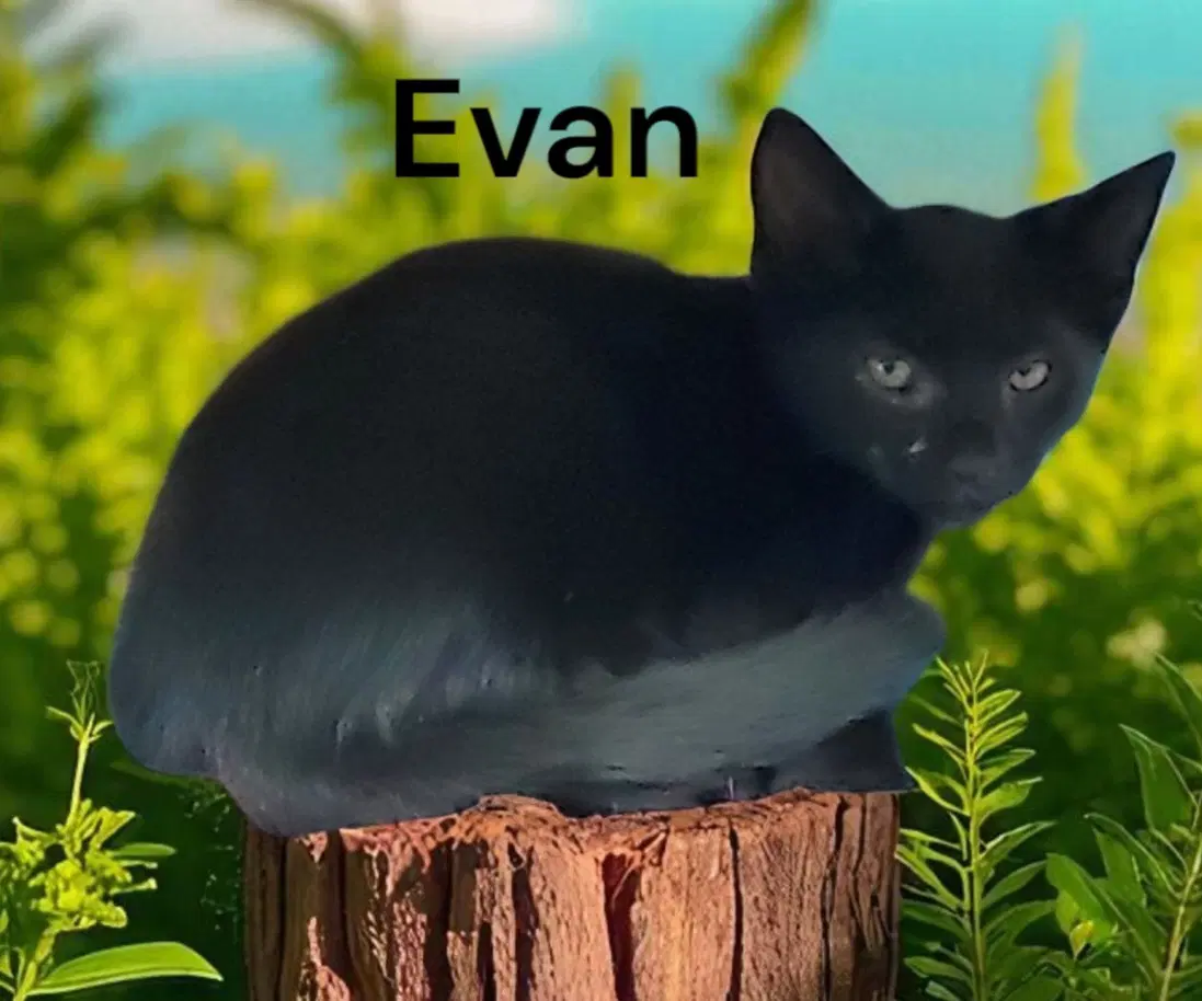 Evan image 2