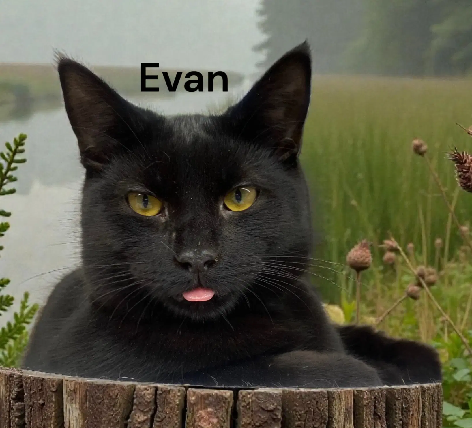 Evan - Domestic Short Hair