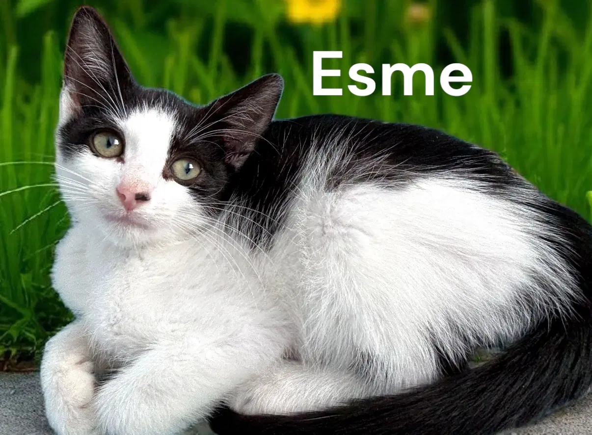 Esme image 2