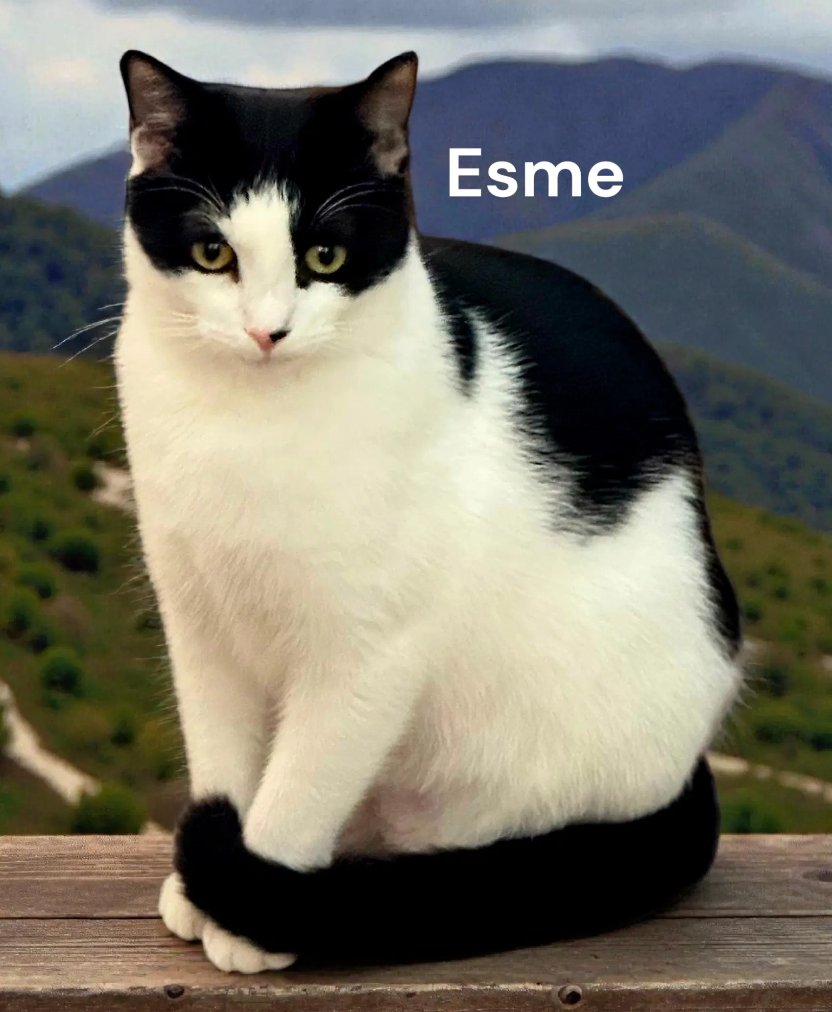 Esme - Domestic Short Hair