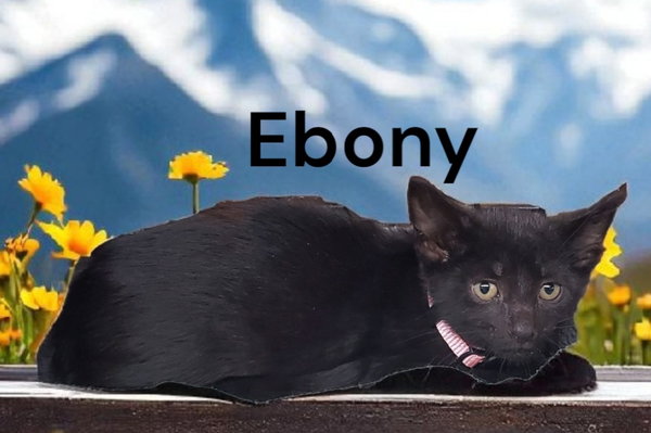 Ebony