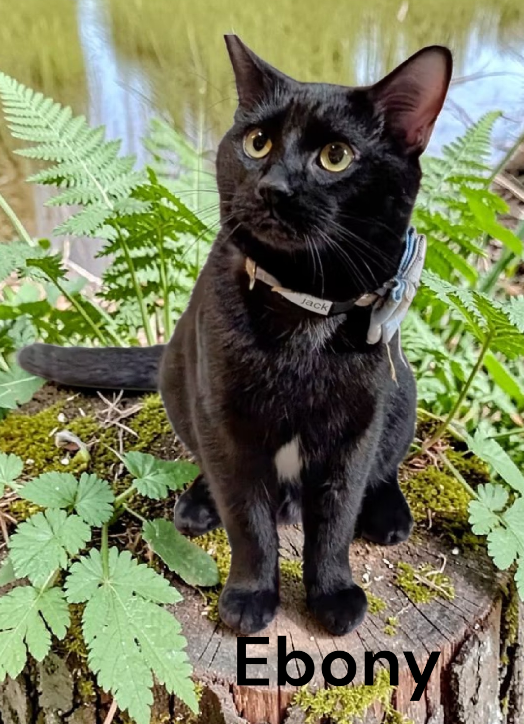 Ebony Image