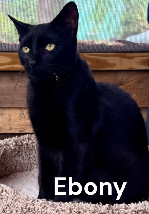 Ebony, Young Domestic Short Hair, cat for adoption in Hampton, Virginia