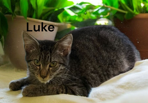 Luke