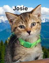 Josie