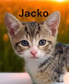 Jacko