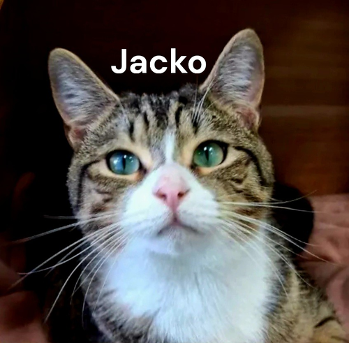 Jacko