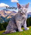 Trinity