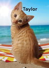Taylor