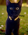 Pony