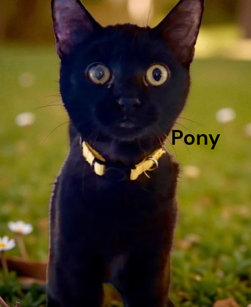 Pony