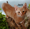 Jack