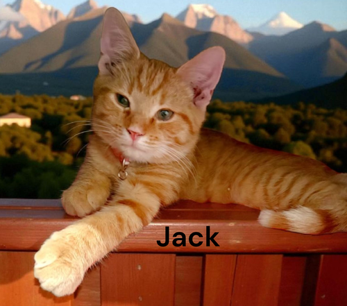 Jack