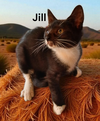 Jill