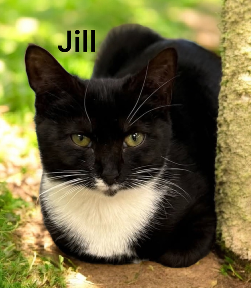 Jill