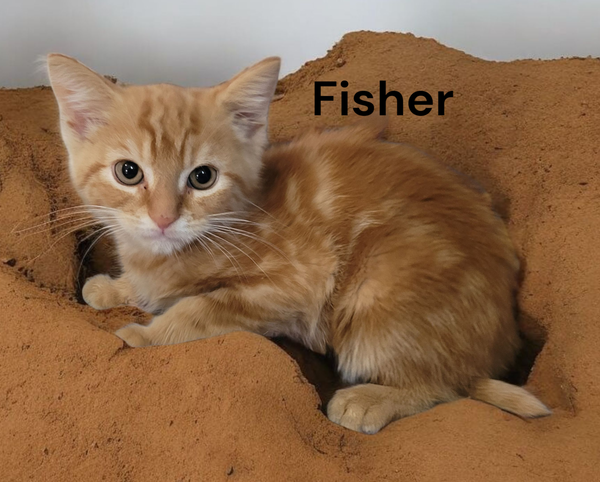 Fisher