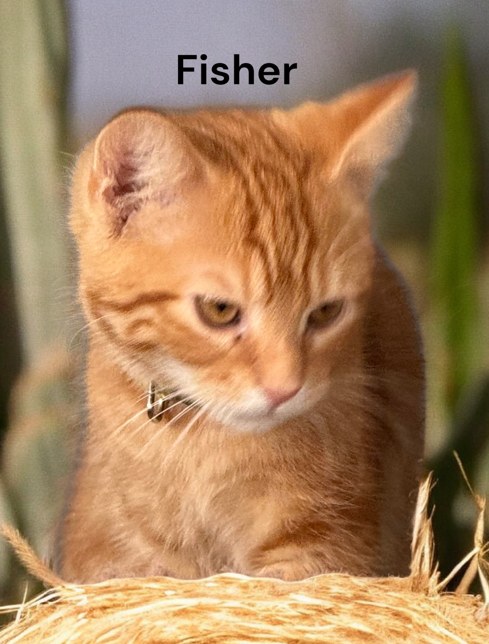 Fisher