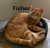 Fisher