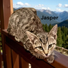 Jasper