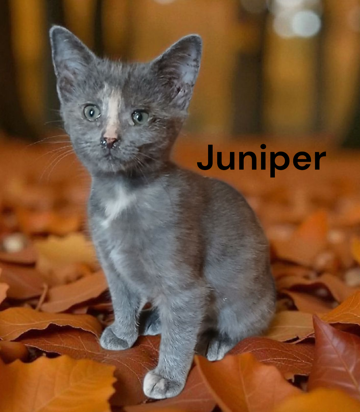 Juniper Image
